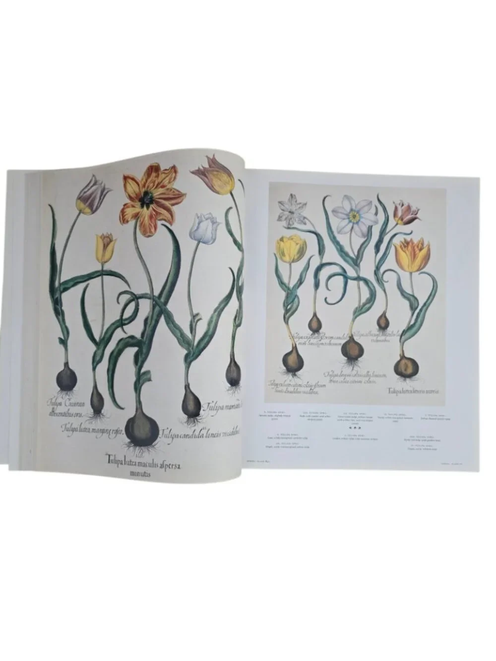 The Book of Plants: The Complete Plates Taschen 25th Anniversary Besler HCDJ
